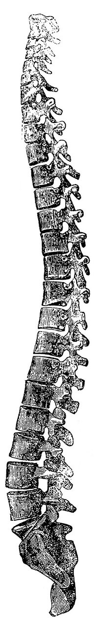 Spine-Surgeon-Dr-Alex-Koefman